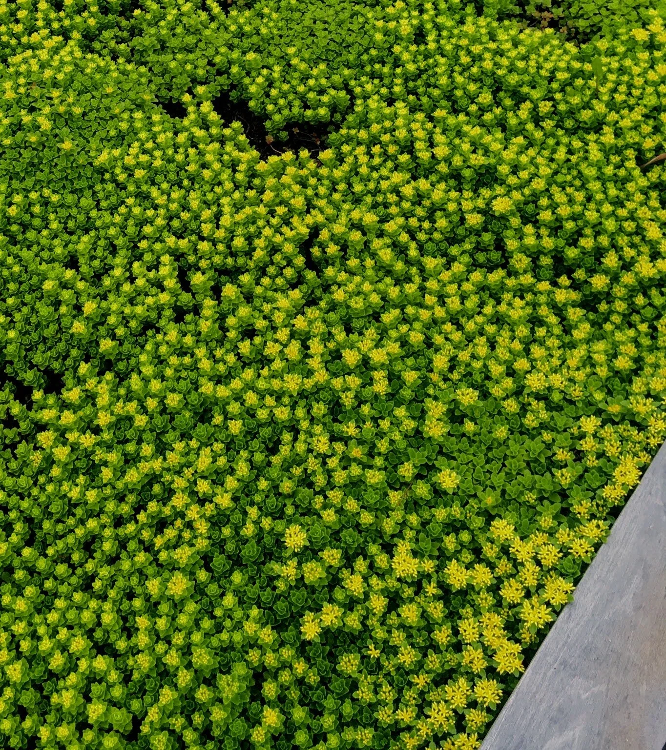 ROOTING ROOFS // PHILADELPHIA 2015