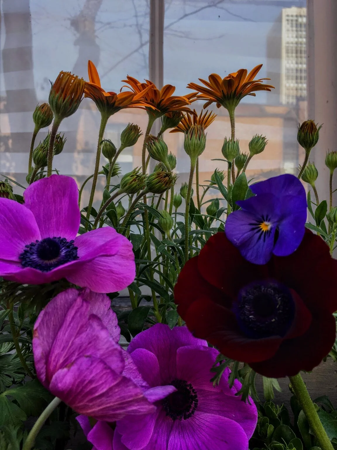 POPPY HOUSE // PHILADELPHIA 2015