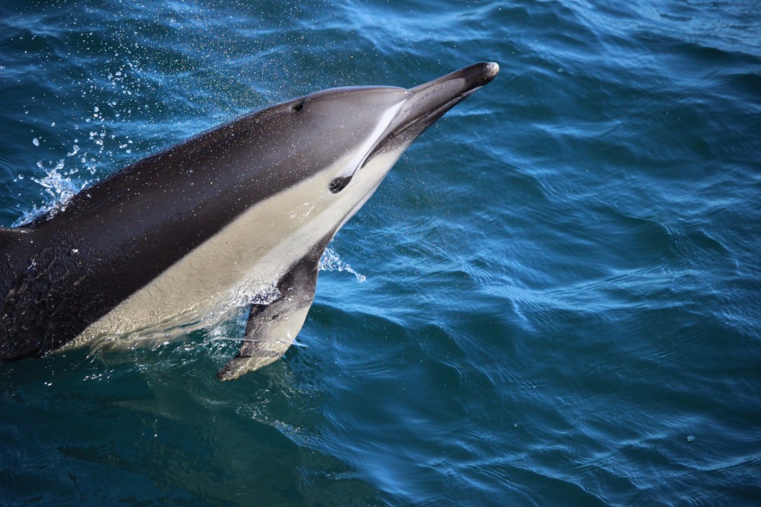 Dolphin-Playing-Jump.jpg