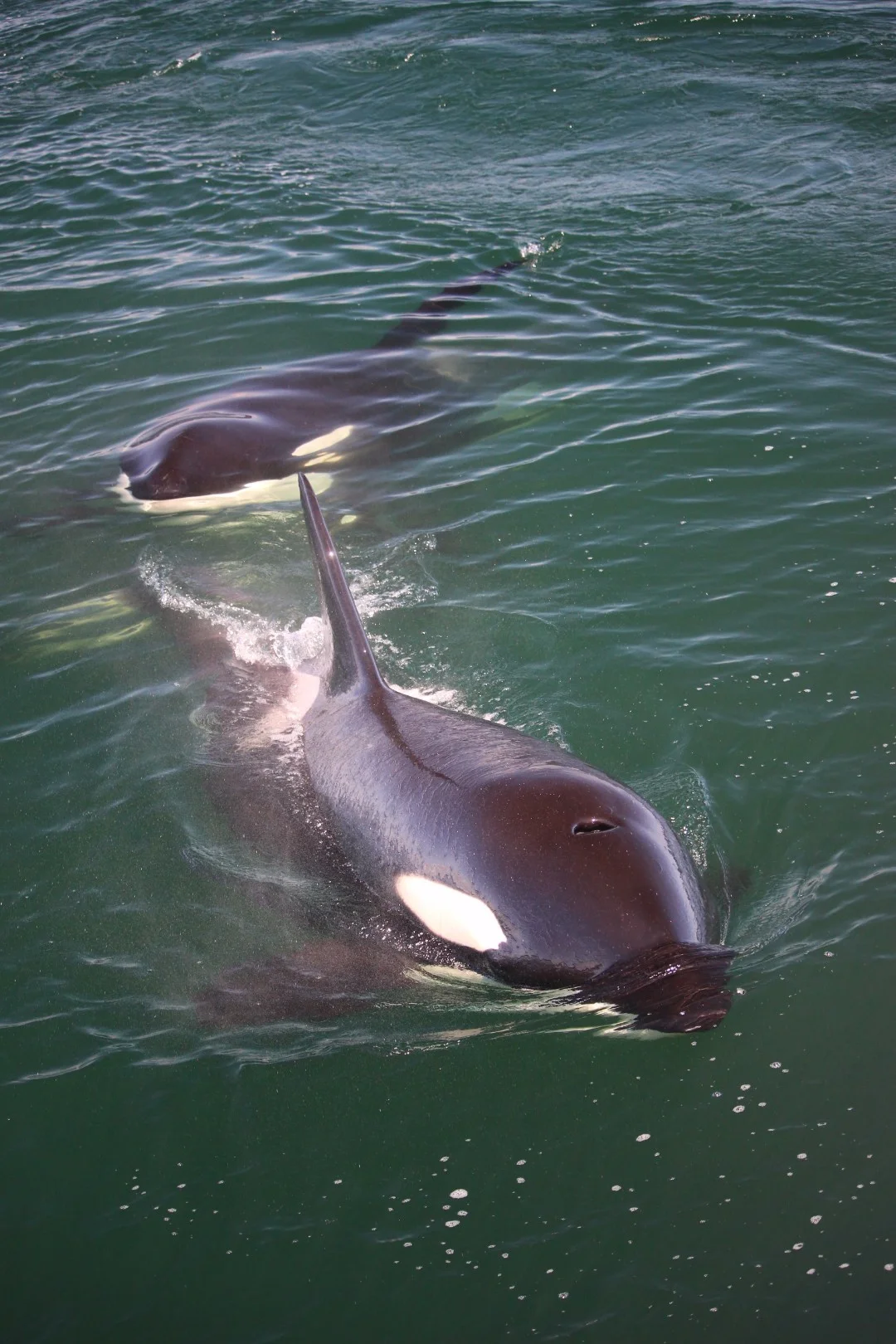 Orca-Close-Swimming-Dolphins.JPG