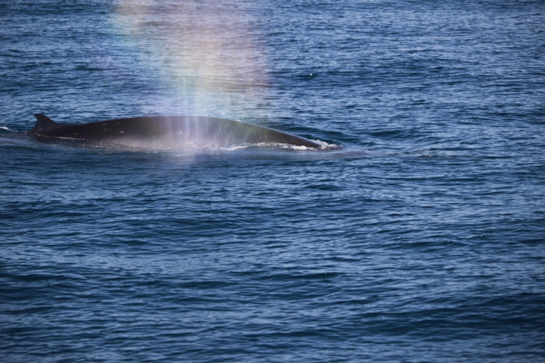 Brydes-Whale.jpg