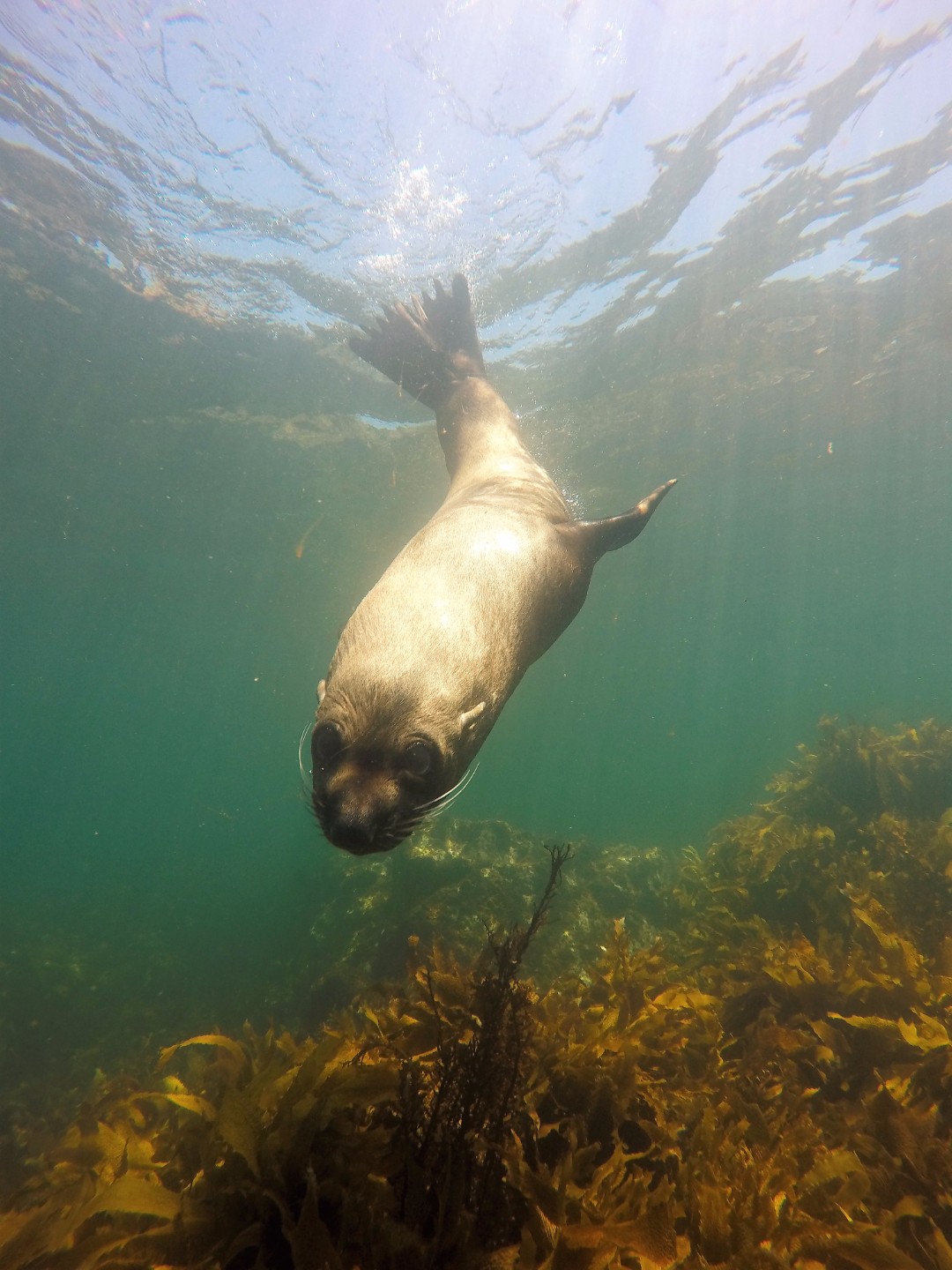 Seal-Close-Swimming.jpg