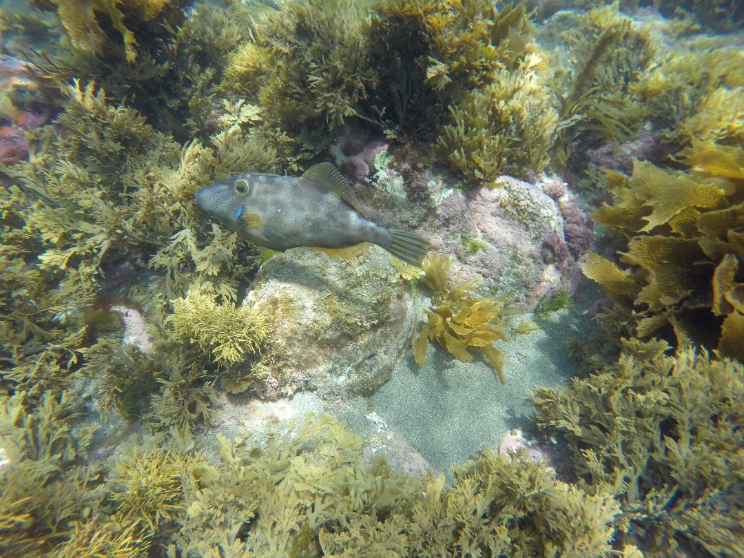 Leatherjacket-Fish-Swimming.jpg