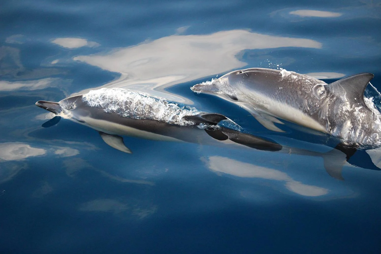 MumAndBabyDolphin.jpg