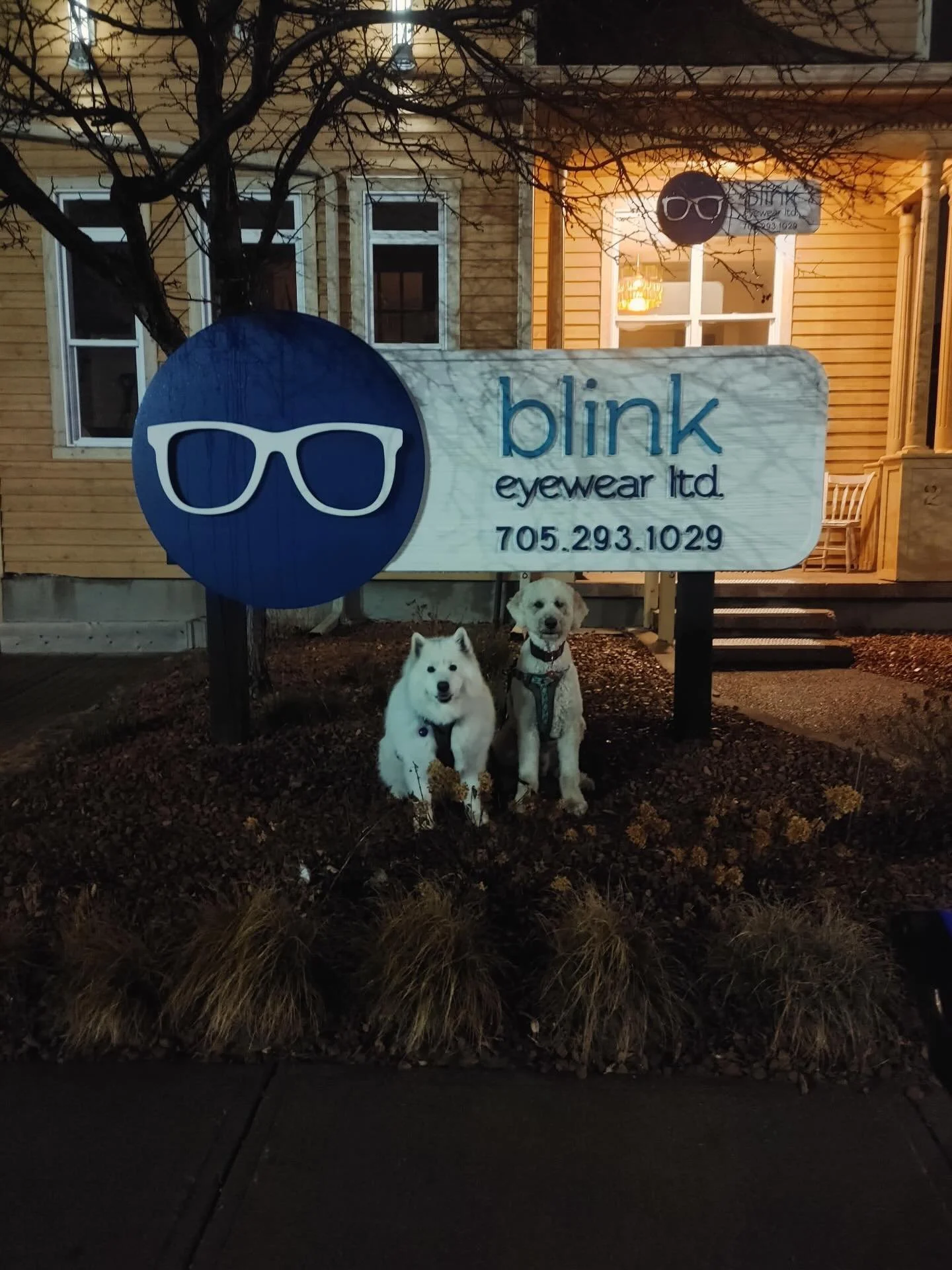 Late night strolls with the goodest of good boys. 

Willy and Canuck (aka Cookie) posing like GQ models 🥹🥰

@m_sg.7 @dale.court @hollyaspring