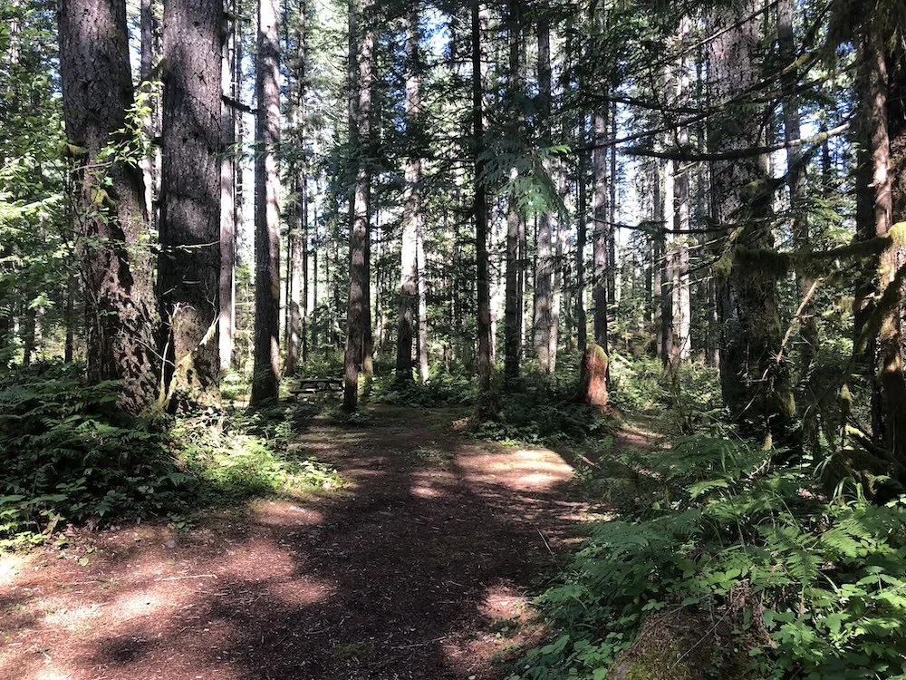 Camp Gillwell Forest 02.jpg