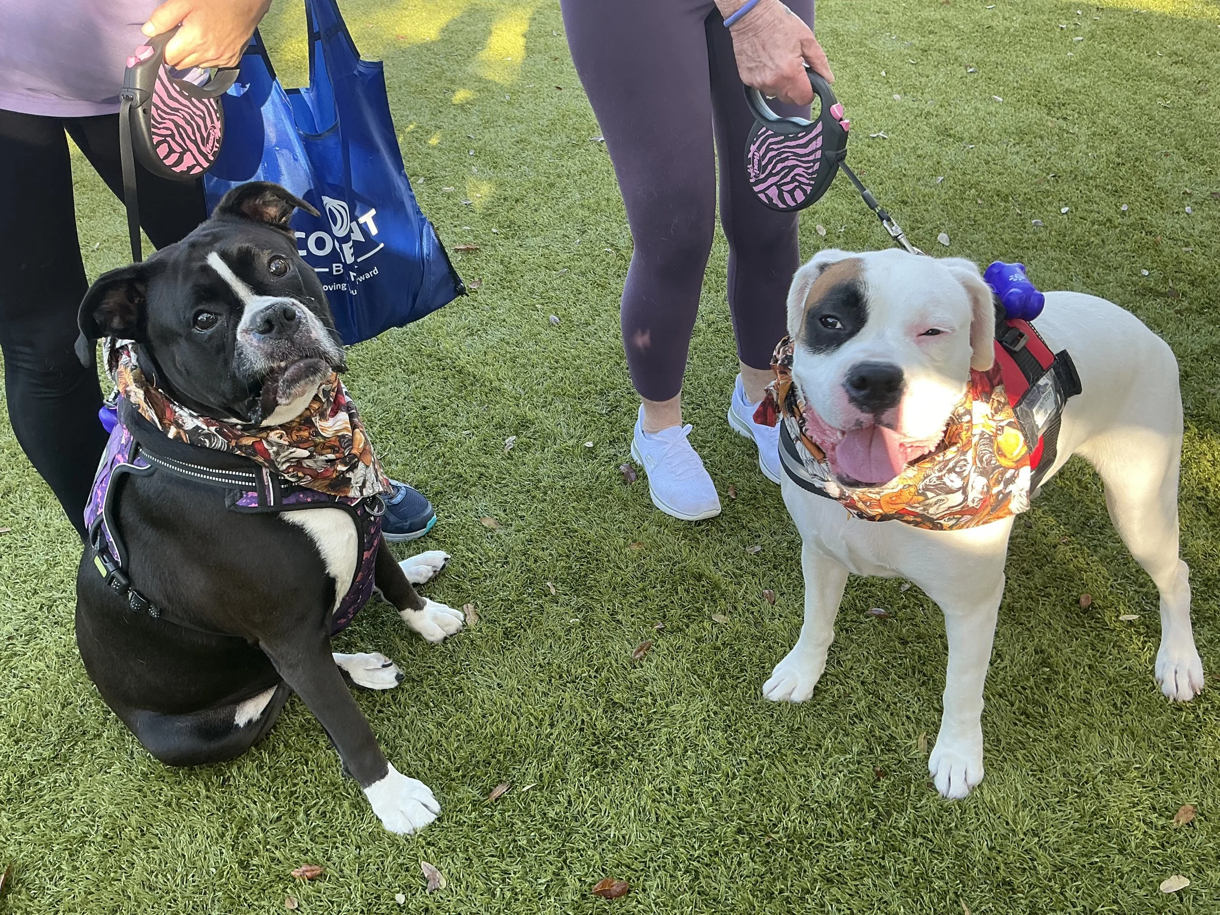 Humane Society of  Manatee County Paws In Motion!    