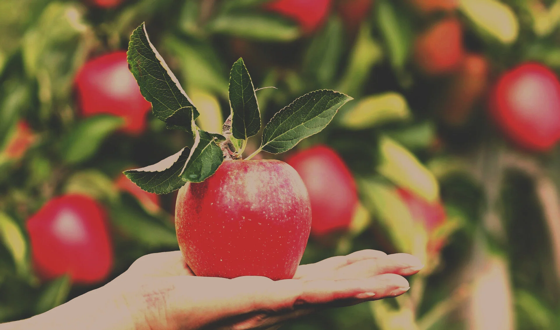 The Fruit of Your Life