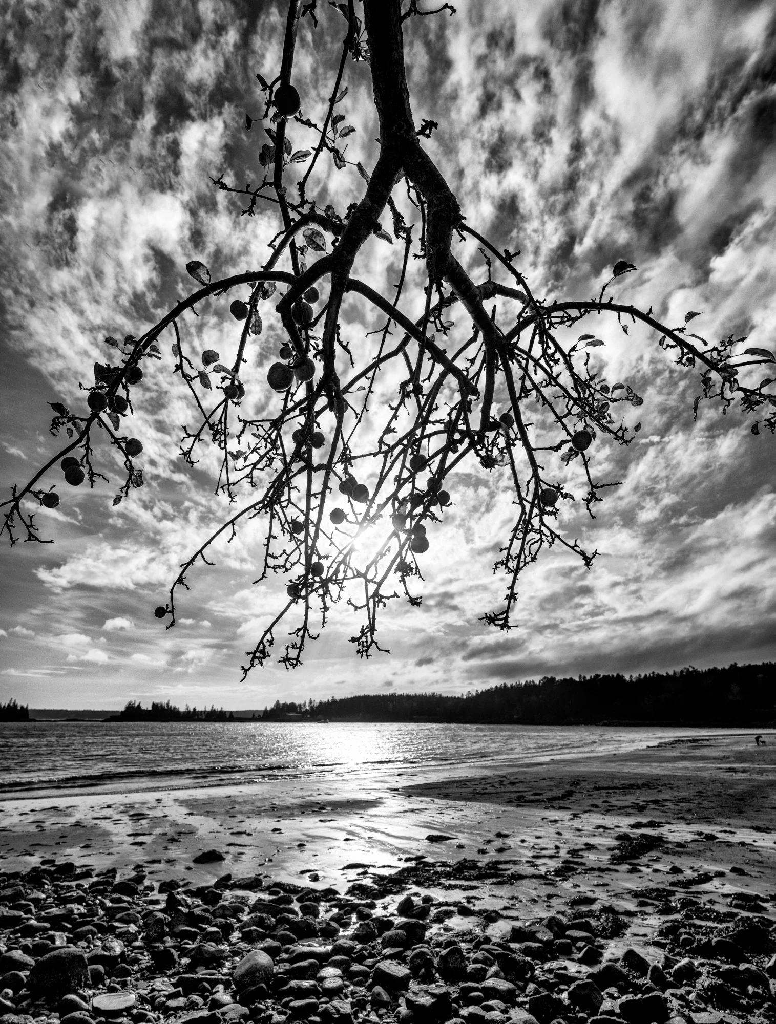 **2017-11-Seaside Apple Tree.jpg