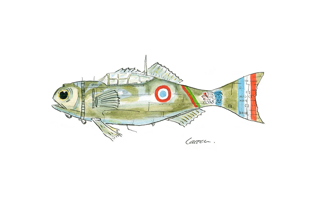 Hawk (Bluenose) Warehau