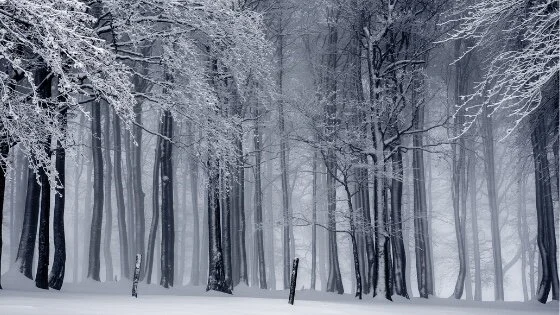 White Claw - Interlude