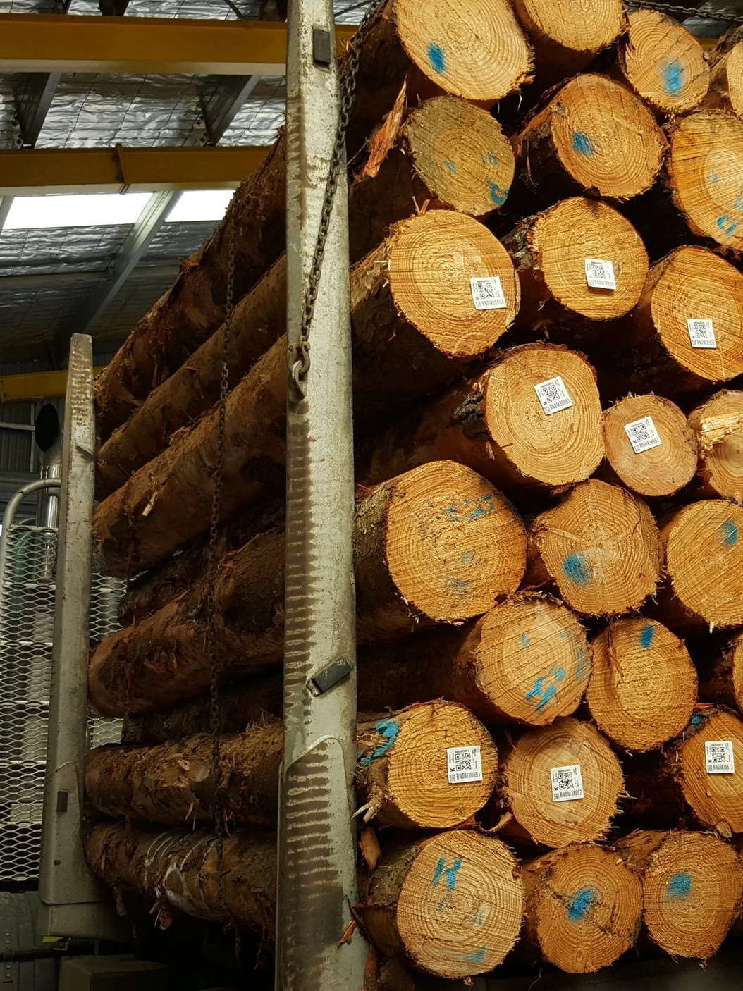 Robotics-plus-new-zealand-scaler-2