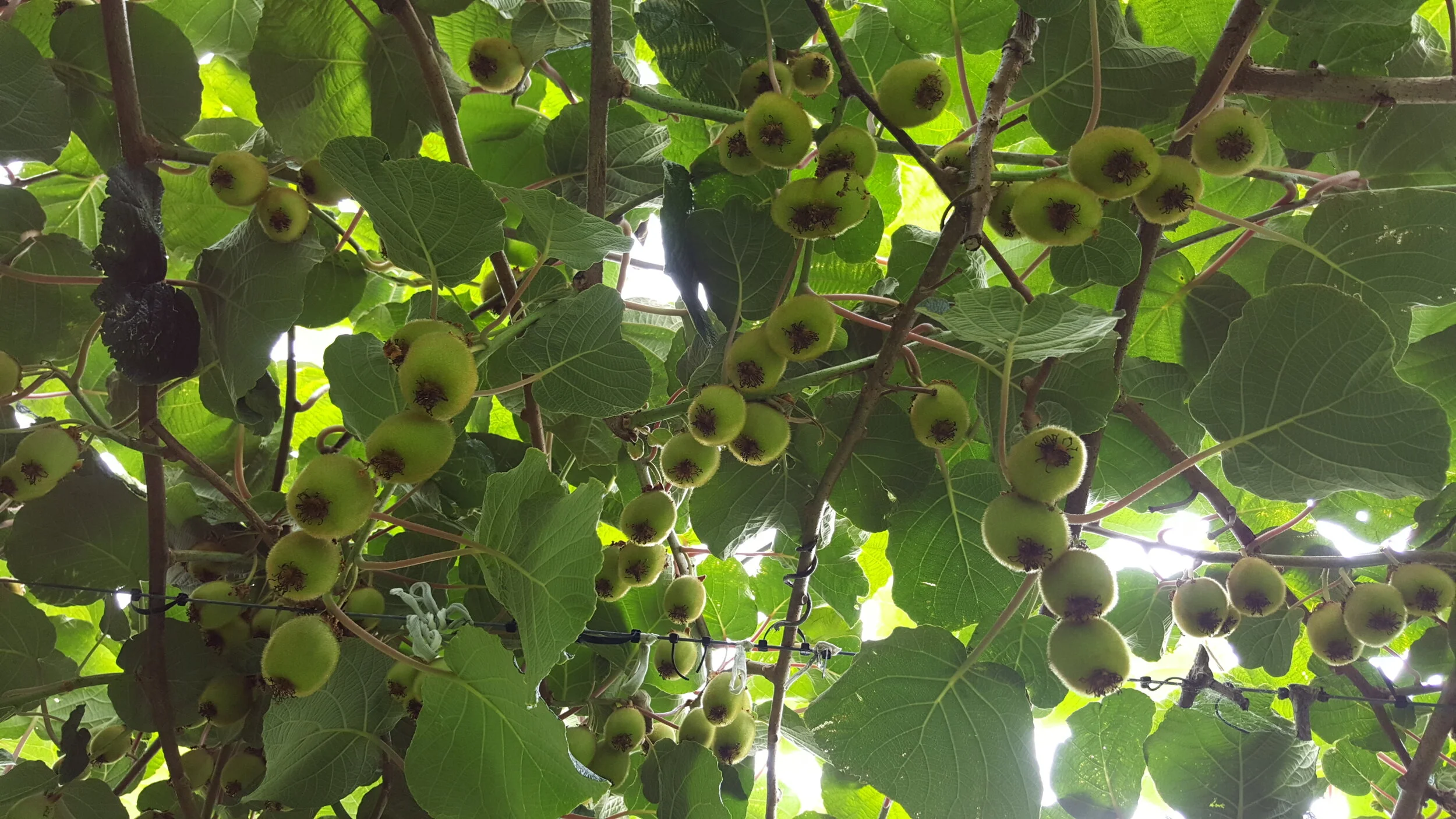 Kiwifruit Picker Marketing - (RPL) (2).jpg
