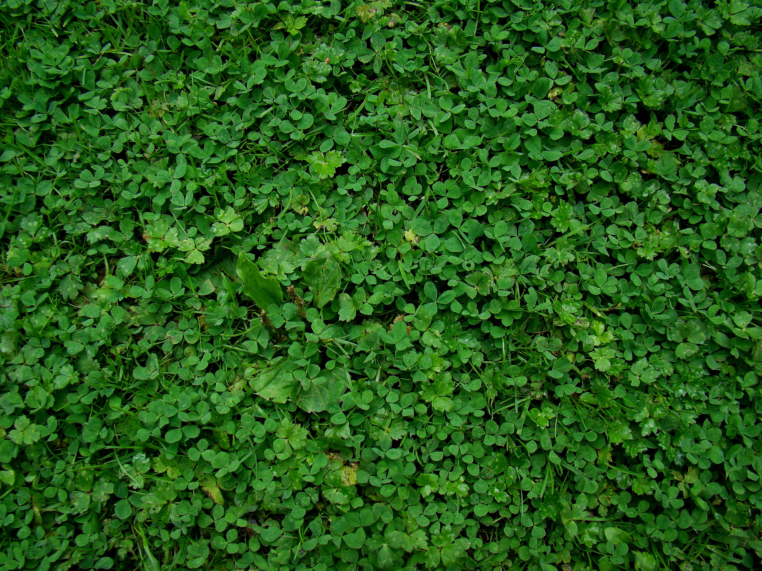iStock-1088397494.jpg