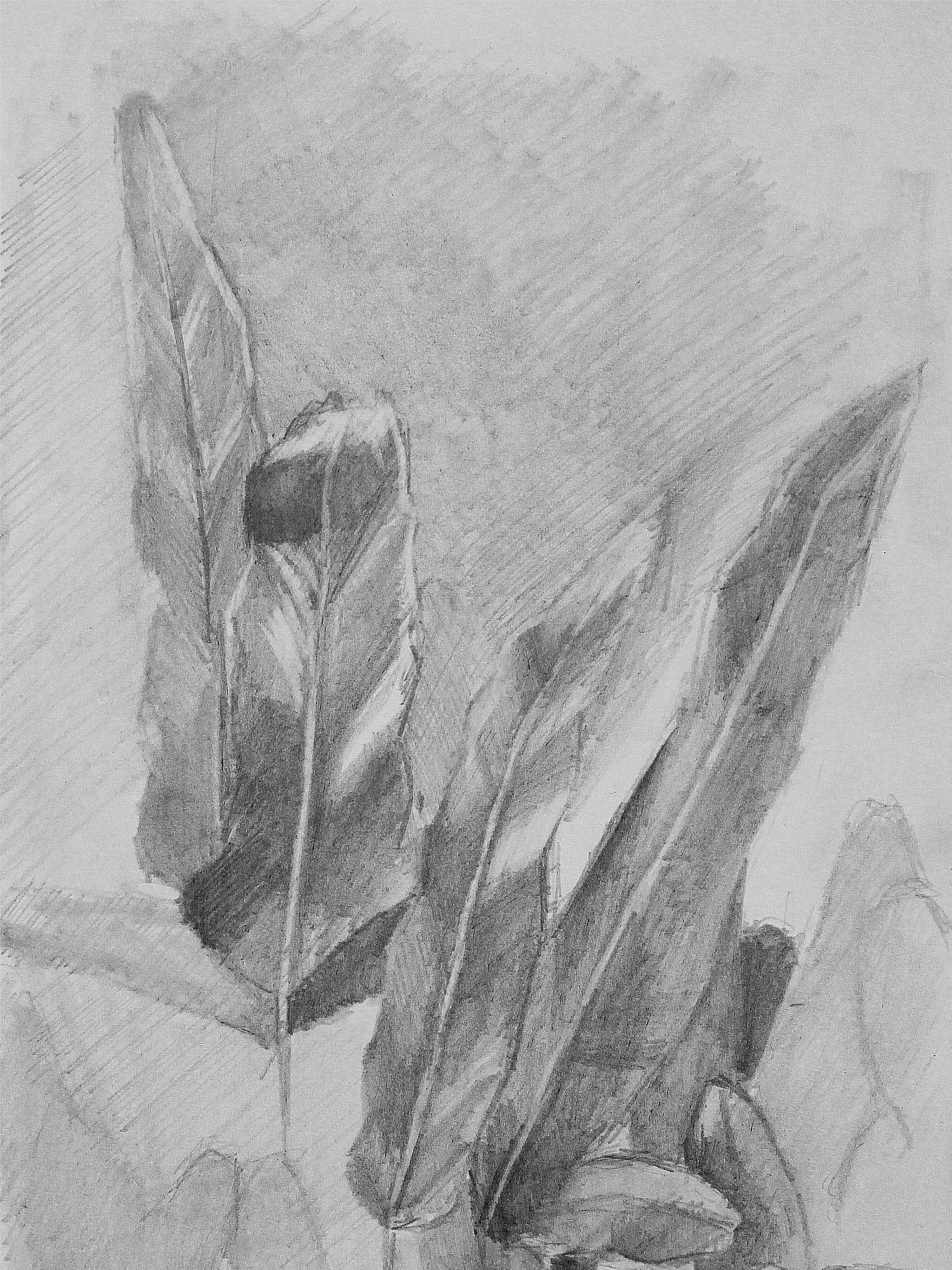 Phlebodium 'Blue Star' Drawing (2) 
