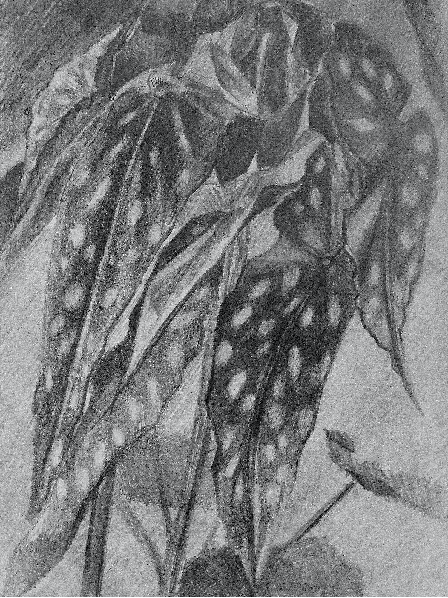 Begonia Maculata (Polka Dot) drawing 