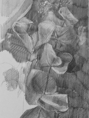 (Press Spacebar to view) Dried-Eucalyptus-Drawing.gif