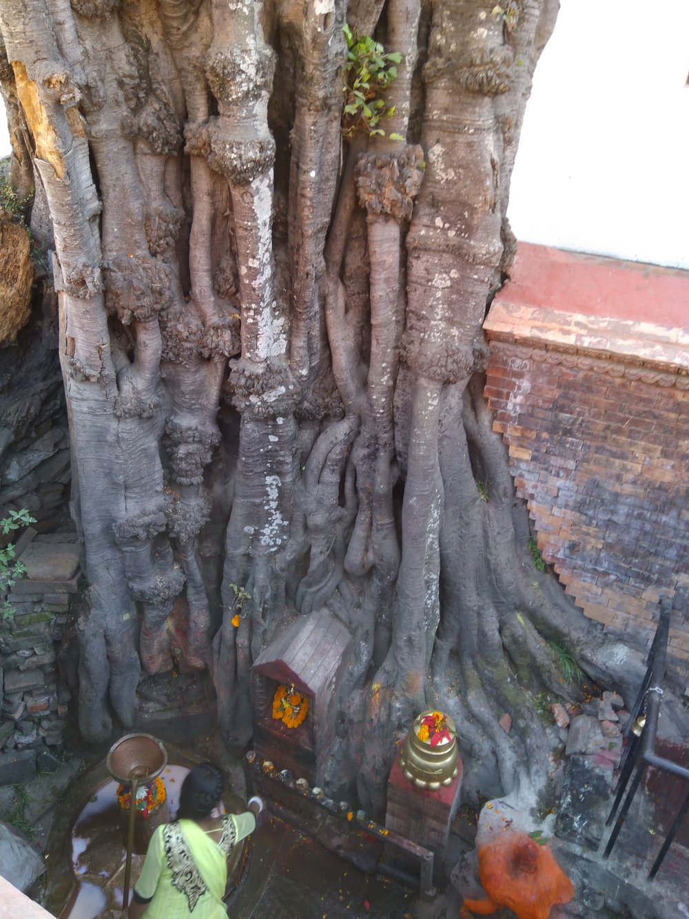 IMG_20171209_133629 Tempio Hindu in un trondo di albero nel Pashupatinath Temple, Kathmandu.jpg