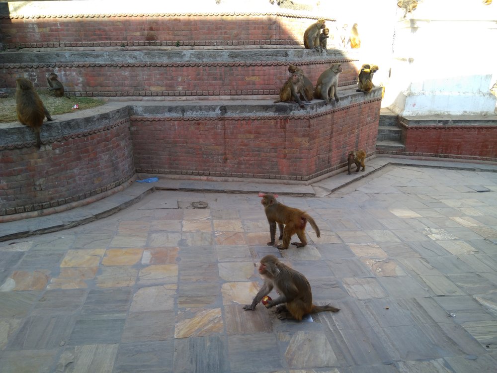 IMG_20171209_135005 Scimmie nel Pashupatinath Temple, Kathmandu.jpg