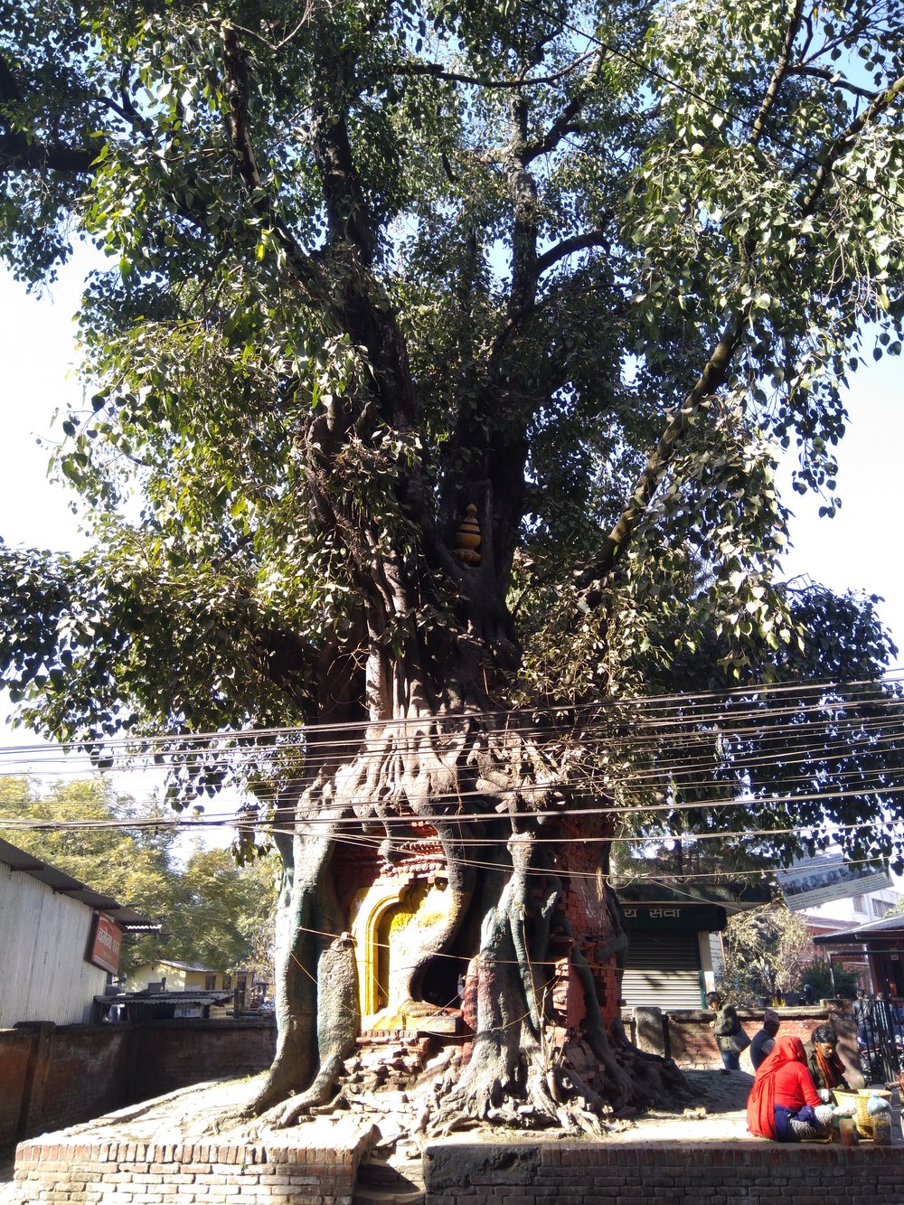 IMG_20171210_141244 Hindu Temple in a tree in Bhaktapur, Kathmandu.jpg