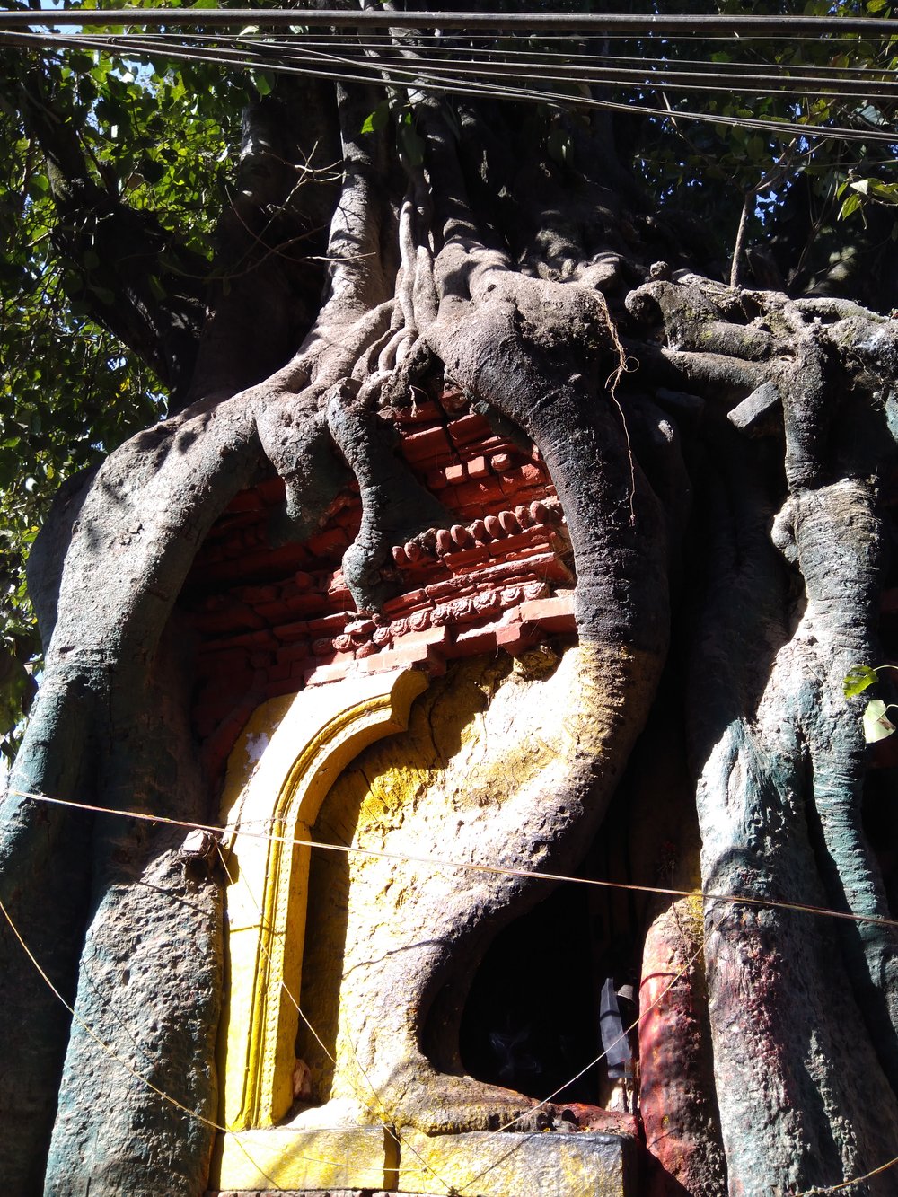 IMG_20171210_141310 Hindu Temple in a tree in Bhaktapur, Kathmandu.jpg