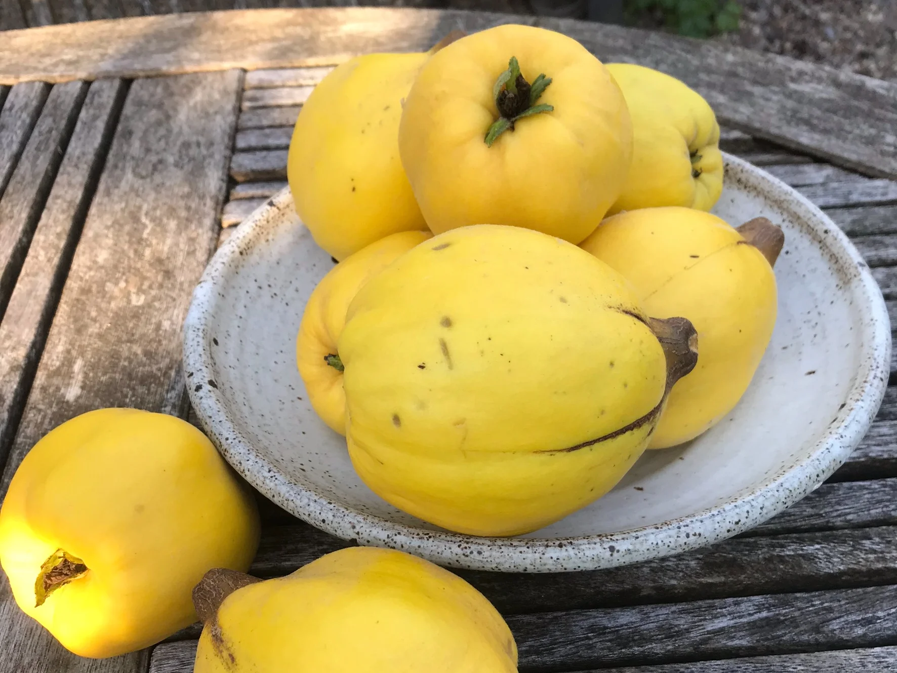 Quince harvest