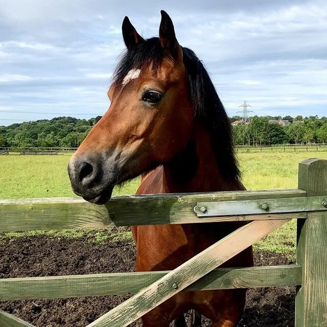 The handsome boy #welshsectiond