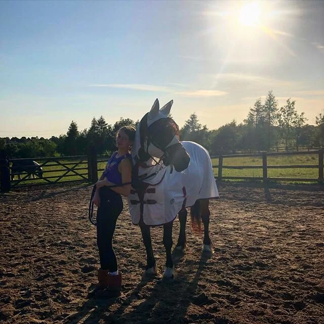 The knight&rsquo;s horse in shining armour