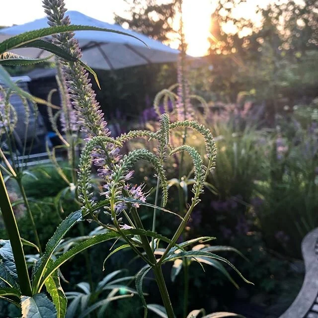 Love love love the evening light in the garden! #summertime