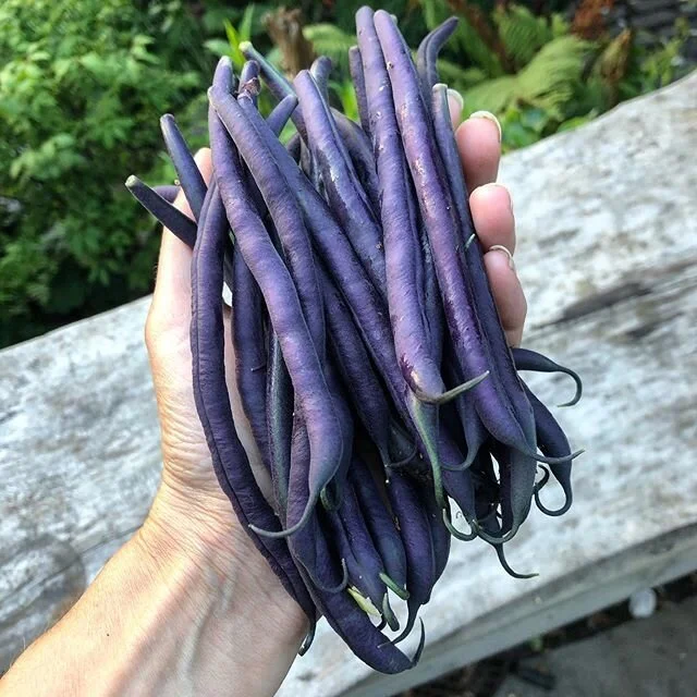 A proper bunch 🙌🏼 Nine eggs a day now that we have given a temporary home to seven more hens 🐓 #growyourownfood #allotments #chickenkeeper