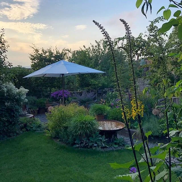 Ligularia The Rocket starting to flower, those Veronicastrum again and a couple of the newbies #hens. The black &amp; white one will be staying with us, she&rsquo;s lame with a swollen hock, currently on anti-inflams &amp; painkillers to see if it he