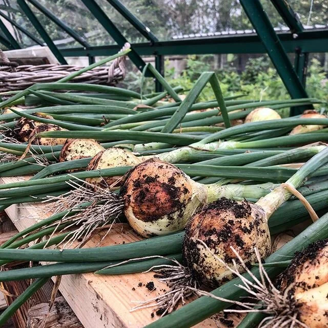 Autumn planted #onion #Shakespeare just harvested, leaving to dry out in the greenhouse. Need to dig up the garlic next! Cucumbers and tomatoes really coming on now too #growingyourown #allotment