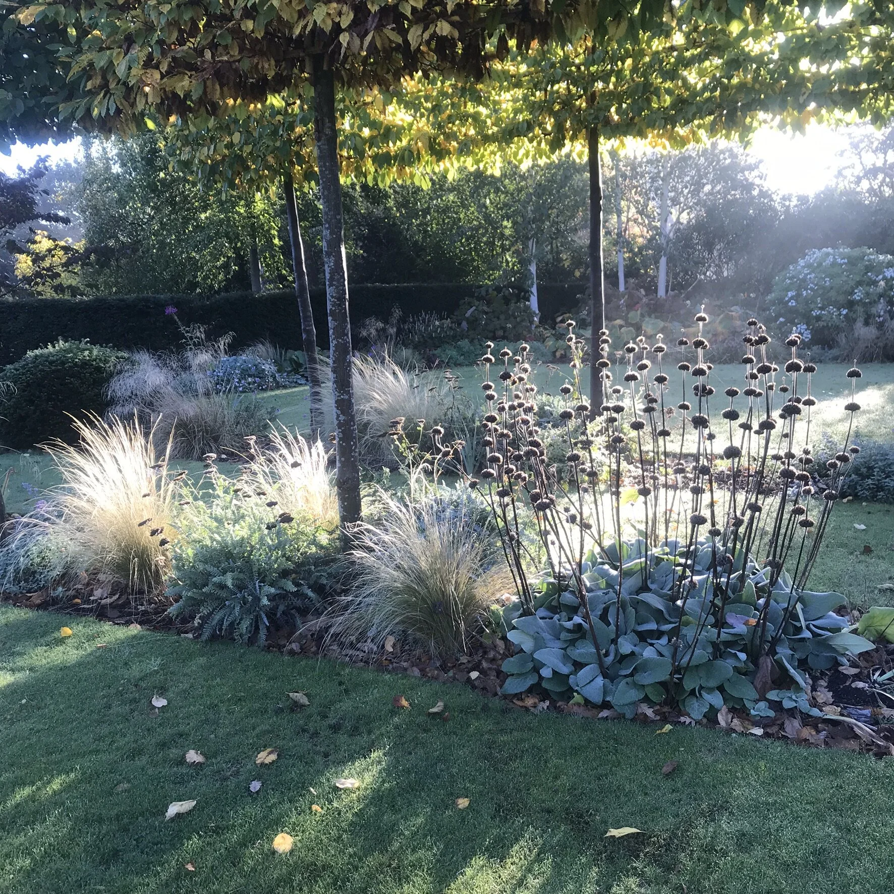 autumnal plant structure