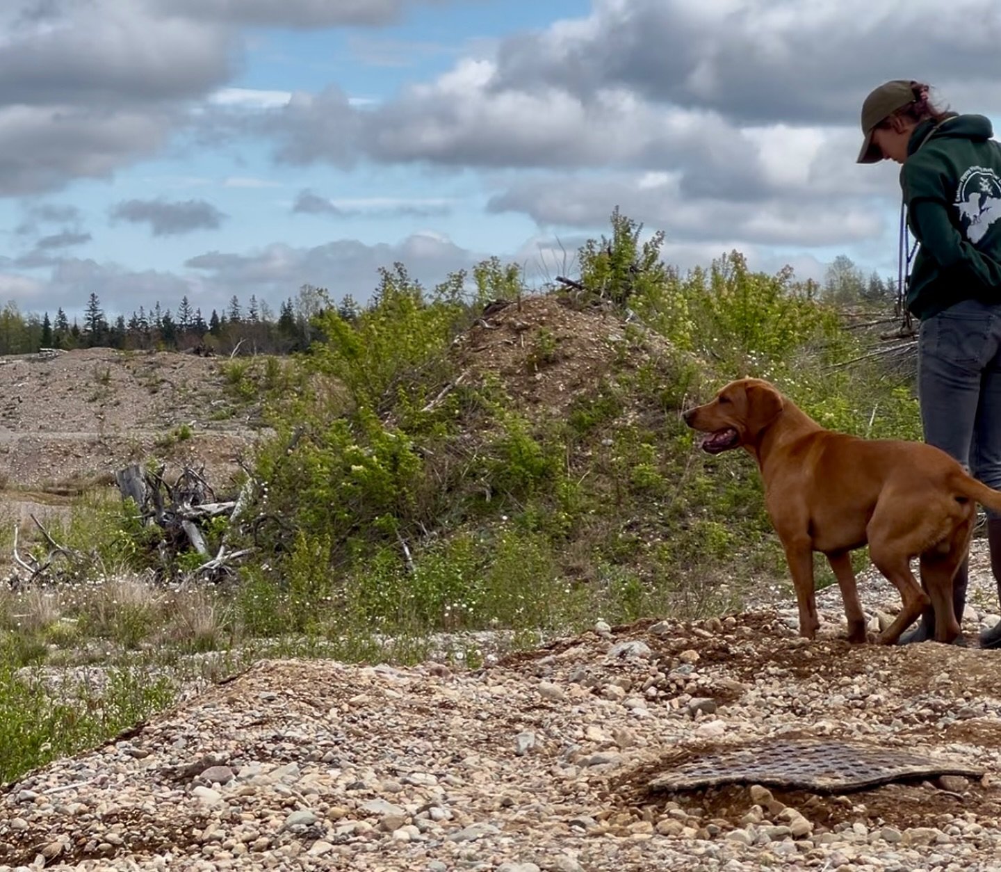 My handsome boy BARRETT SH WCX 🧡 

#redspruceretriever #labradorretriever #sportdog #dogswhohunt #workingdog #goodboy #hunttest