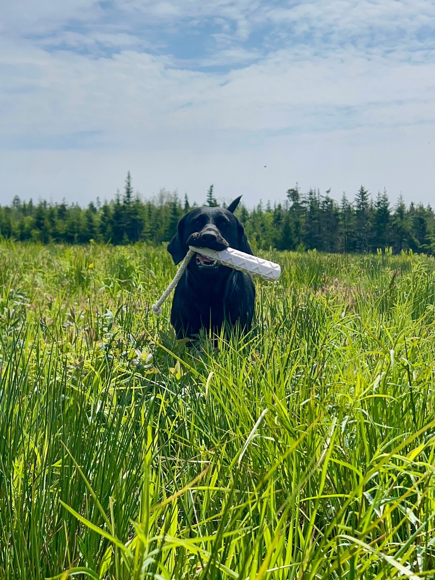 Sabs having some fun retrieving in the high grass today.

#blacklab #redspruceretriever #labradorretriever #americanlab #goodgirl #sportdog #birddog