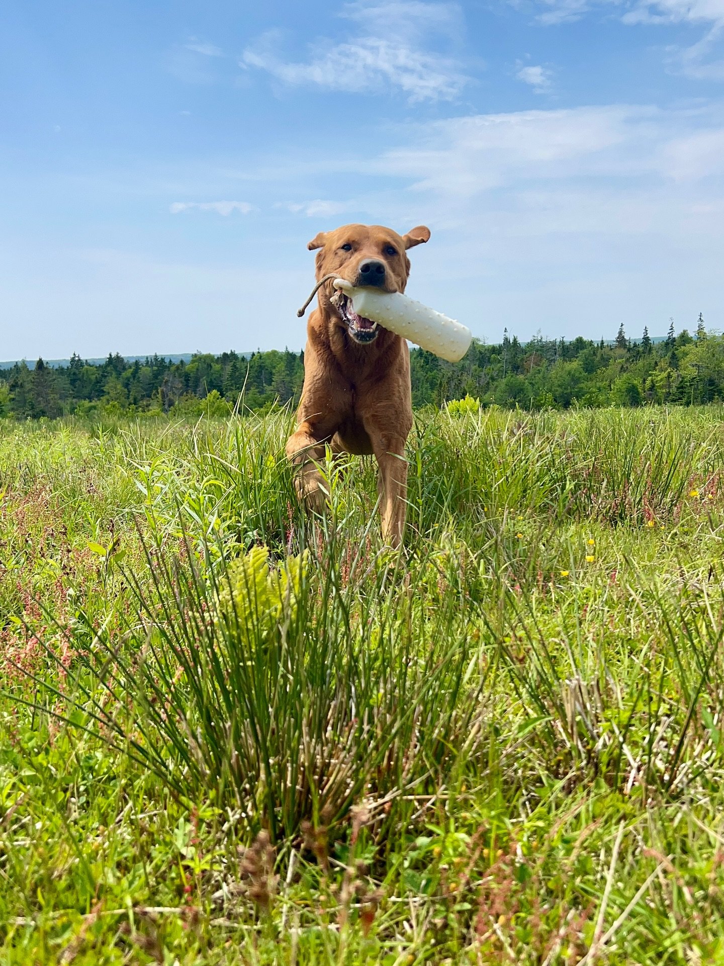 Barrett today. 🐻🧡 

#foxredlab #yellowlab #redspruceretriever #labradorretriever #americanlab #goodgirl #sportdog #birddog