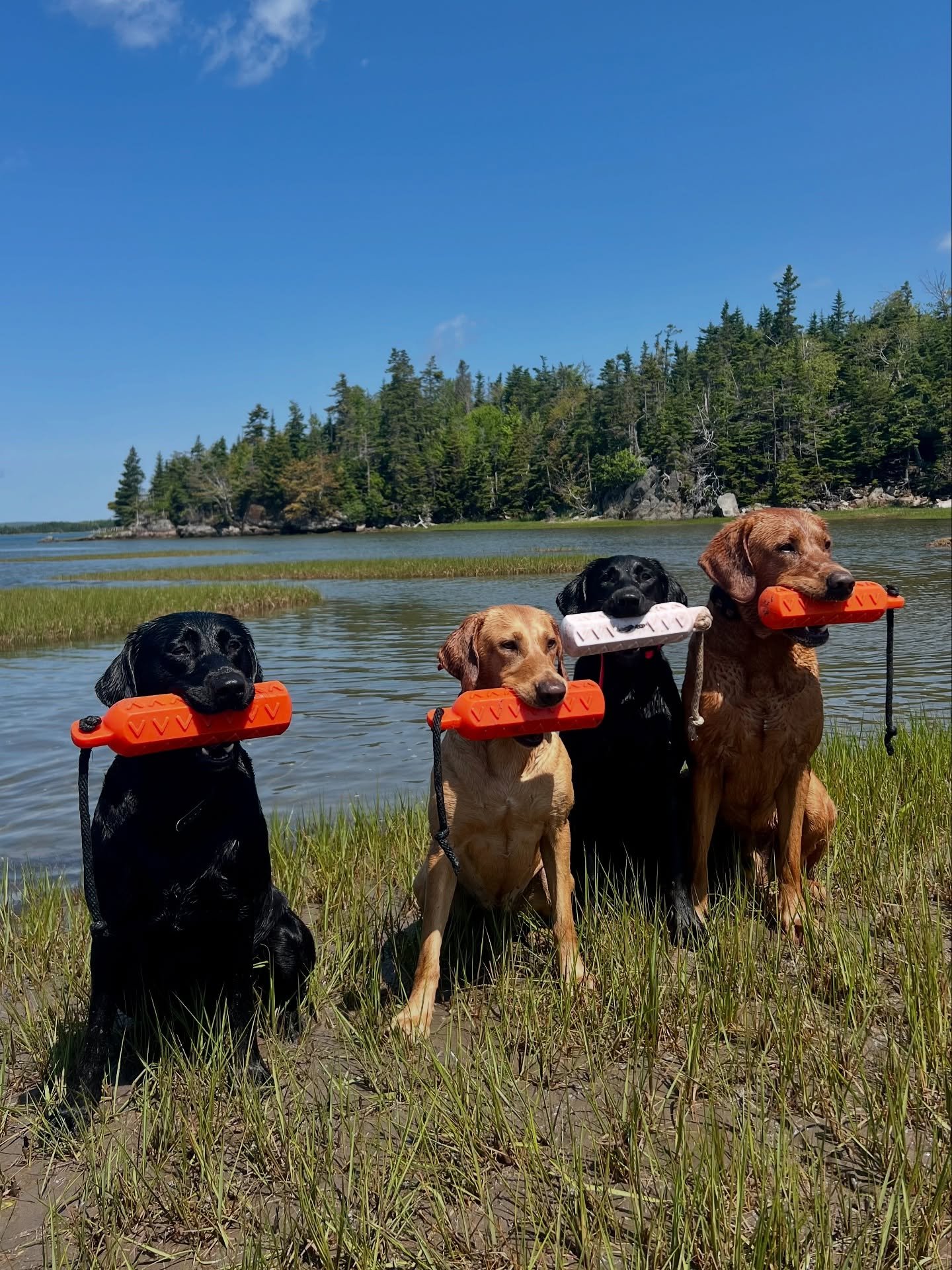Our Quartet after an early morning session today. We do not have many training grounds with technical ponds available, but thanks to Mother Nature we are able to play around in the tides. 
Left to right 🖤 Sable 💛 Aspen 🖤 Julep 🧡 Barrett

#redspru