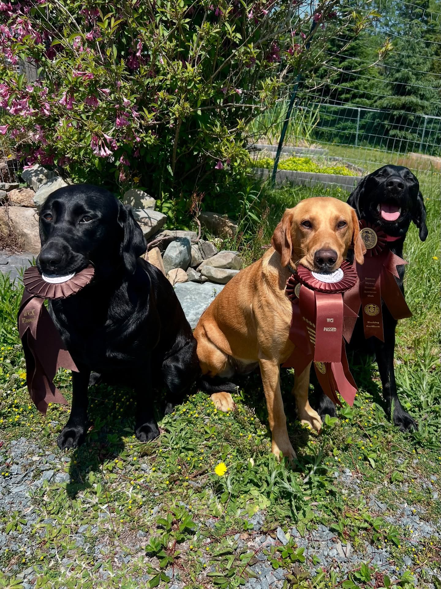 The girls had a great time at the EFHRC Working certificate event today.
🖤 SABLE got her WCX title
💛 ASPEN got her WC and WCI titles
🖤 JULEP got her WC title

So proud of them all! Everyone worked hard and was a great team-player today. Love my gi