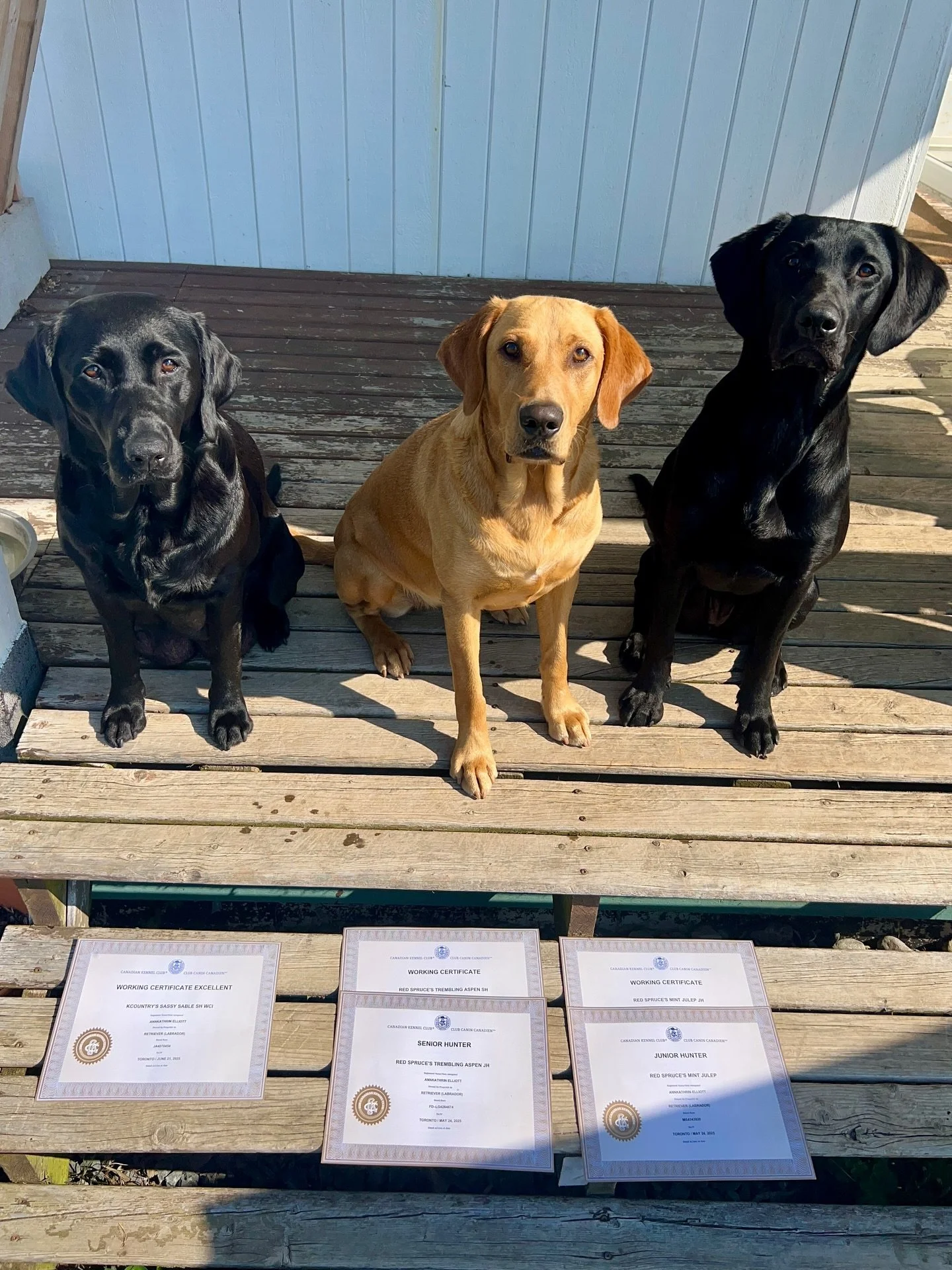 🏆 The girls got mail from @ckc4thedogs 👏🏻 

🖤Sable - Working Certificate Excellent
🧡Aspen - Senior Hunter and WC (still waiting on her WCI certificate 🤔)
🖤Julep - Junior Hunter and WC

I love how Julep looks like a giant in this picture 🤣; sh