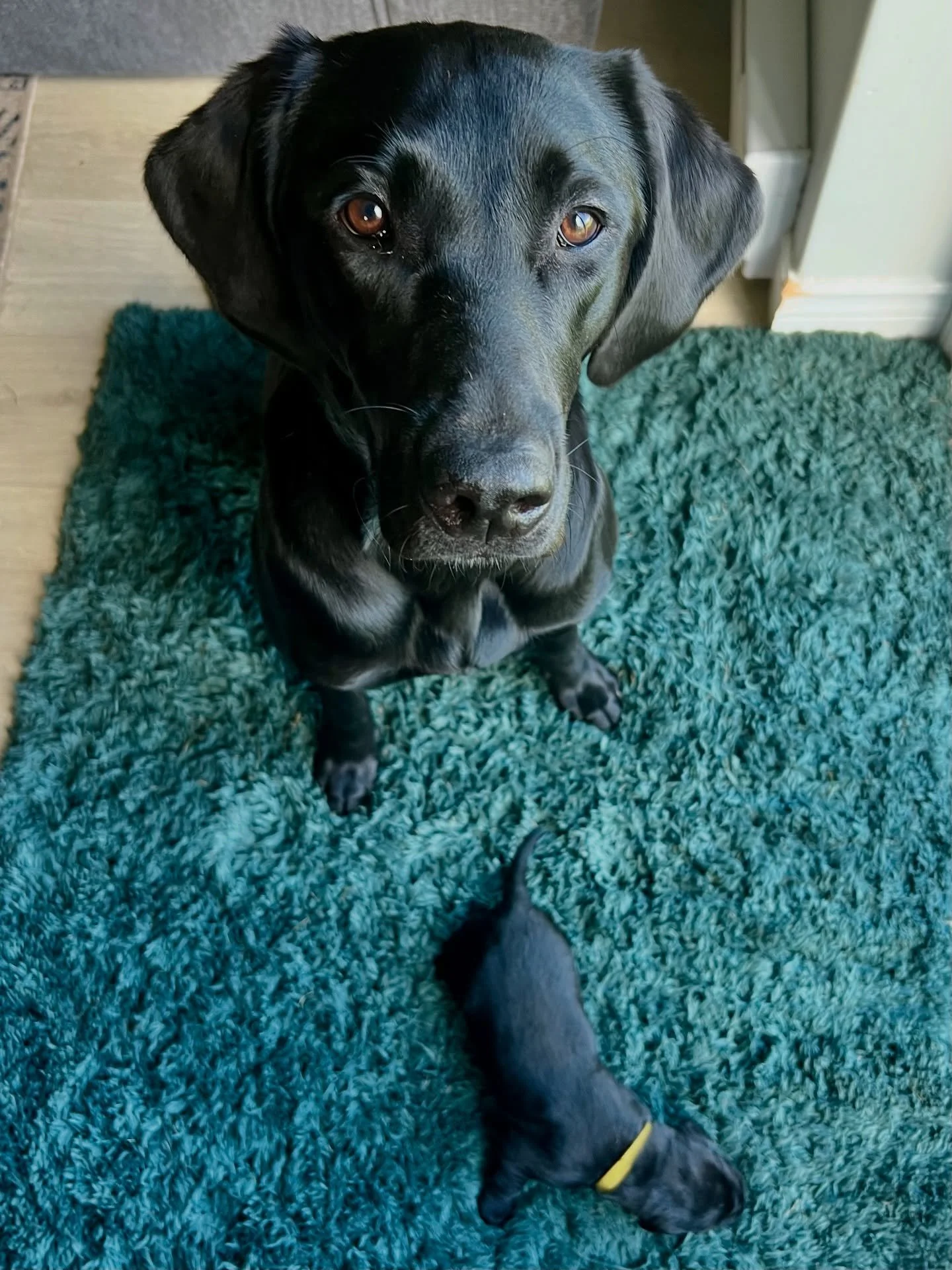 🔥 PUP-DATE 🖤 
Yellow male has found his forever home, which leaves our one and only black male available! Shoot me a pm or email!!

He will be a gorgeous, strong male once grown up!

You see mister yellow collar in this photo with his full-sister J
