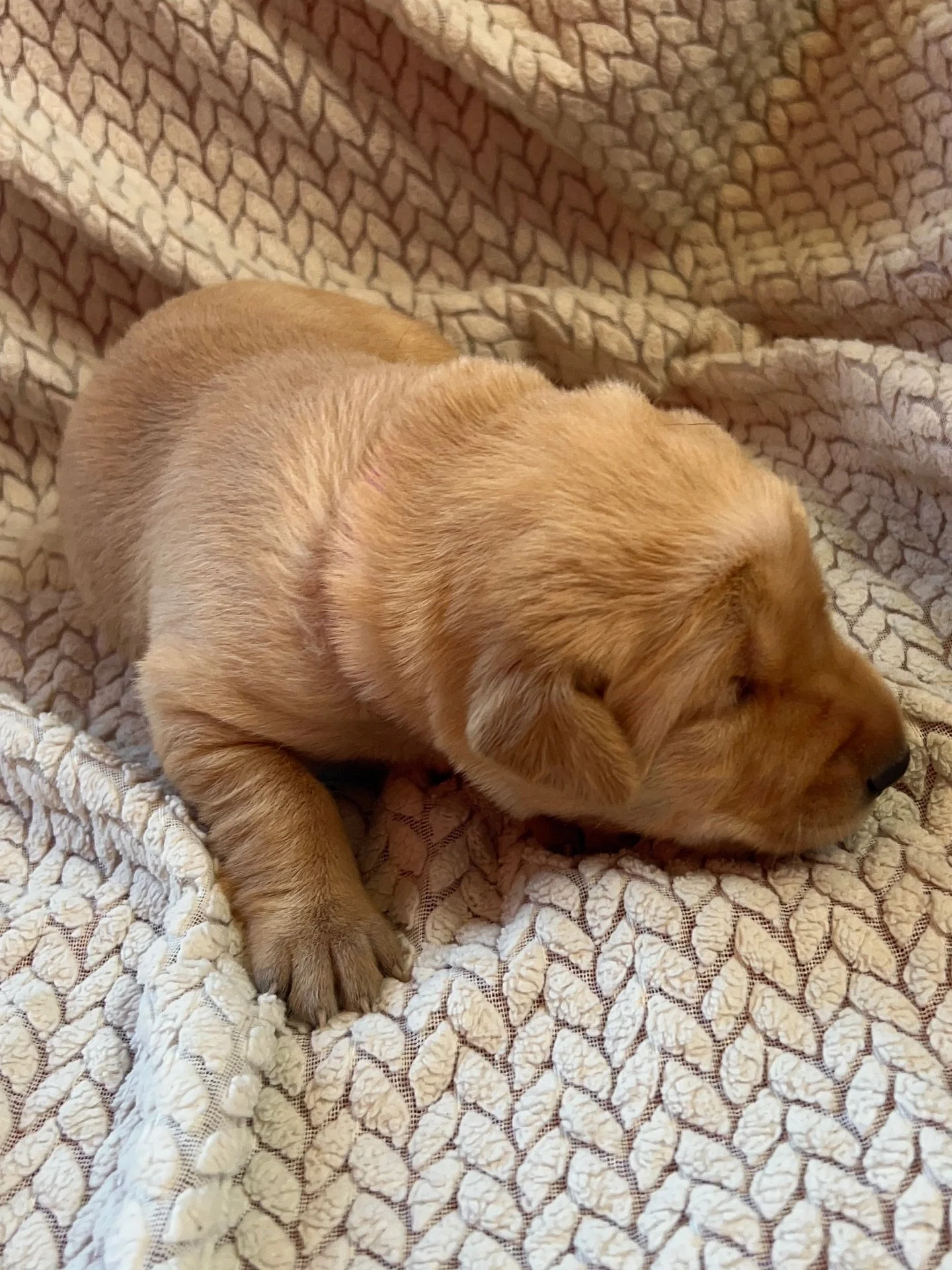 TWO WEEKS OLD PUP-DATE

Everyone is growing like weeds. They are finally opening their eyes and will be soon walking.

Everyone got dewormed the first time today, and got their nails trimmed.

Bright FLARE - pink collar 🩷
Glowing EMBER - purple coll