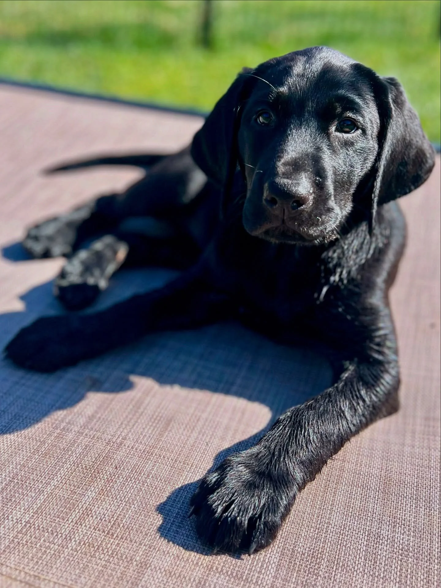 9 WEEKS OLD

Growing up so fast! These two smart girls have been enjoying their company, and learned a lot socializing with the big dogs. Another couple of days and both of them will go home to their families. 

#redspruceretriever #labradorretriever