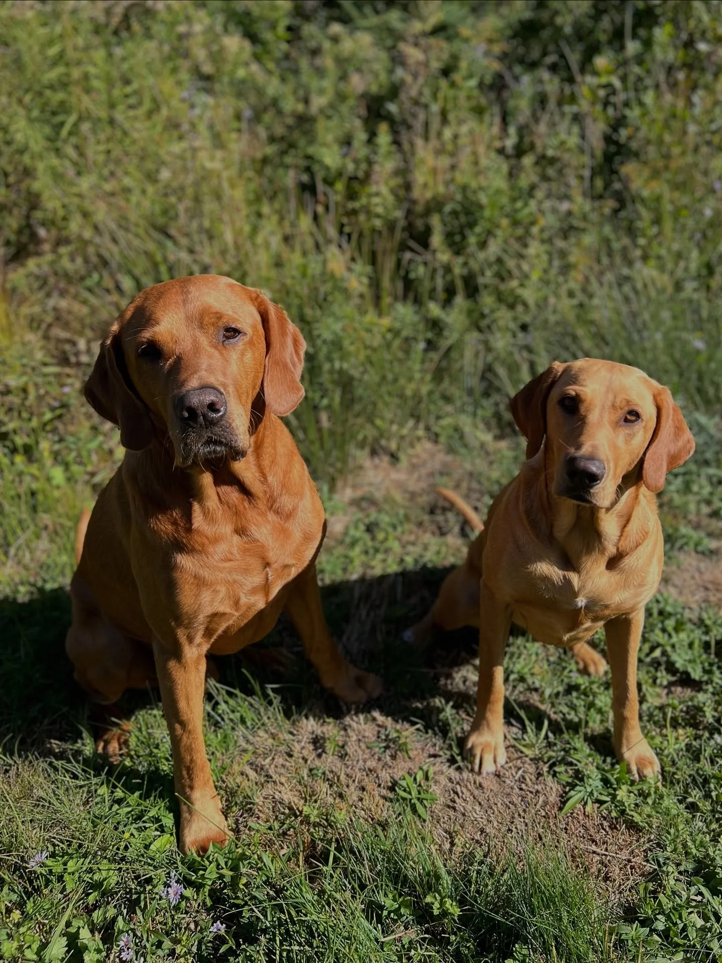 Because of the high interest of our Aspen/Barrett litter, we have closed our puppy applications for now.
We will take this coming week to thoroughly study the applications and will get back to the selected families.

We very much appreciate everyone 