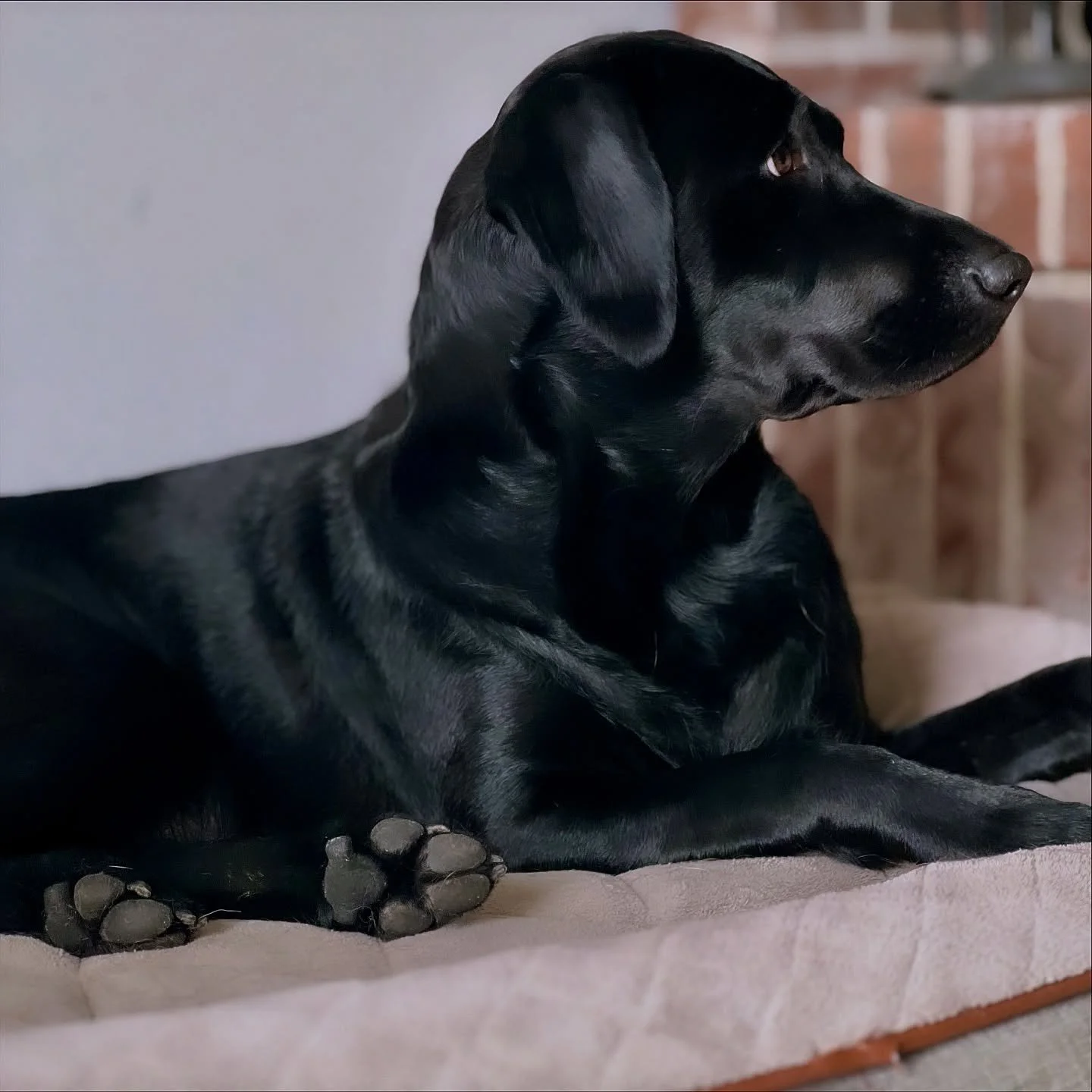 My gorgeous Sable bear 🖤 

I love her so much! She is everything I always wanted. She is my strong, bold, sassy, smart, calm, ambitious, caring, loving, and absolutely stunning Masterpiece.

#blacklab #redspruceretriever #gorgeous #blacklabrador #pr