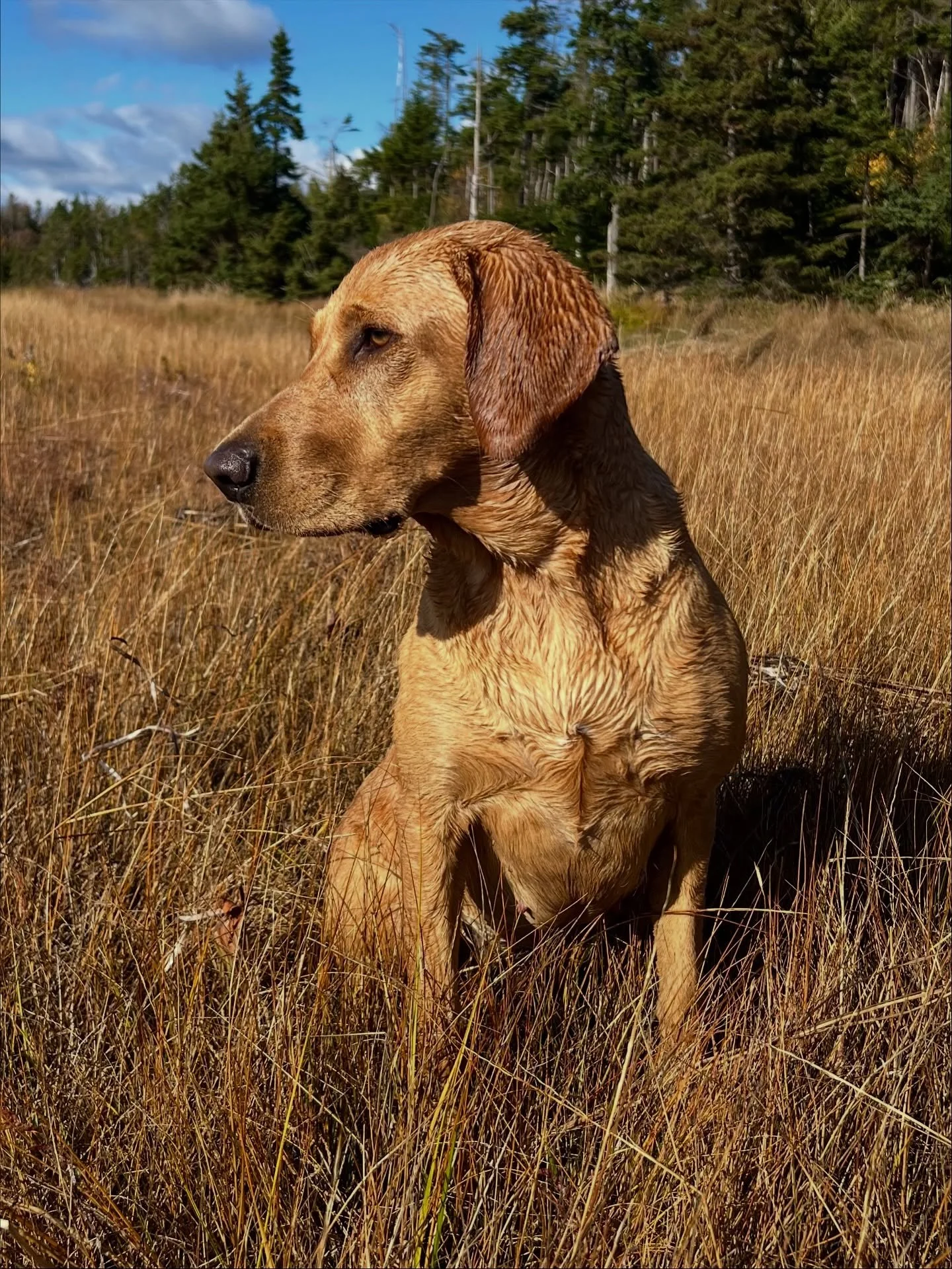 Aspen is back to her whole glory.

No more vomiting since 36 hours and all hives are gone, too. She had a normal BM 💩 and splashed around in the ocean like it never happened. 🧡 

We still don&rsquo;t know the cause, but Aspen may just ingested some