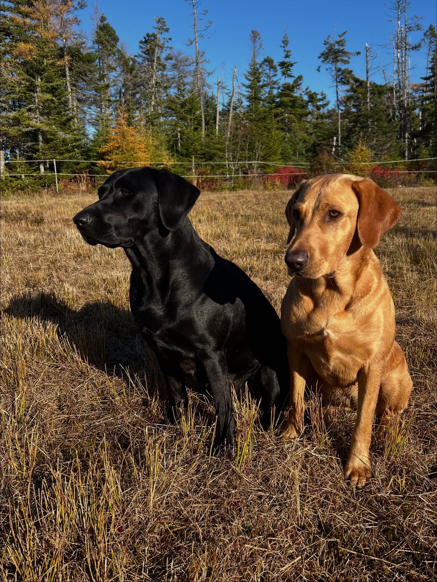 EYES ON THE PRICE 

I&rsquo;m everyday so thankful to work with my talented dogs. Aspen and Sable were on fire today! 🔥 

#redspruceretriever #labradorretriever #americanoab #huntingdog #dogswhohunt #sportdog #waterdog #goodgirls #blacklab #foxredla