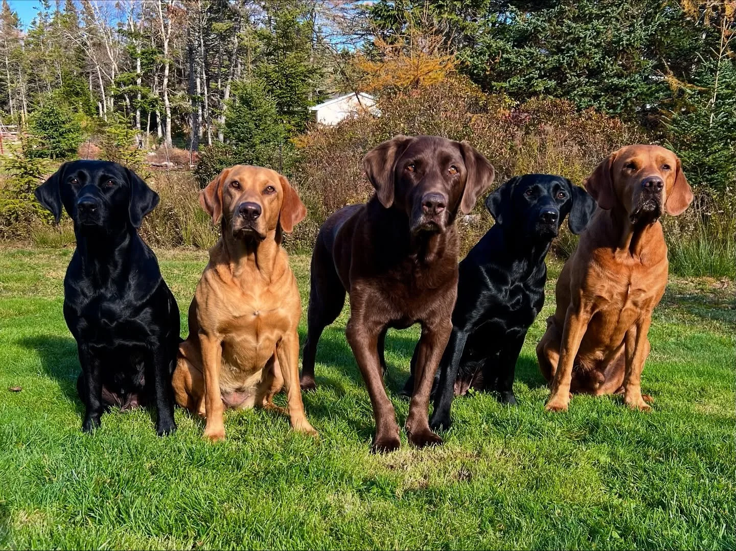 ☀️ Stormy-sunny day. Screamed like a photoshoot! 🙃

Left to right
🖤 Sable 4.5 years old
🧡 Aspen 2.5 years old
🤎 Emmett 13 years old
🖤 Julep 1 year old
🧡 Barrett 5.5 years old

#redspruceretriever #fieldlab #labradorretriever #fieldline #america