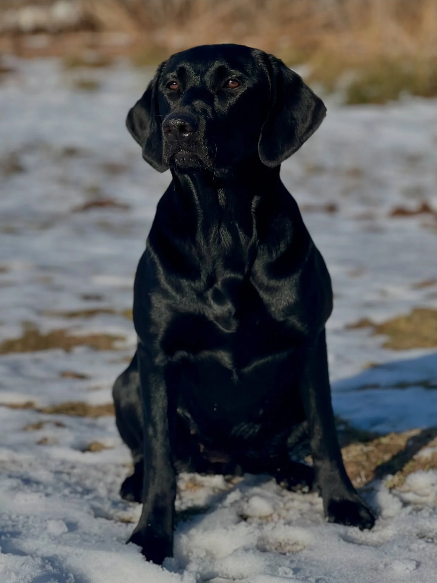 My mint Julep 🖤 

Sometimes the perfect picture just aligns with the right evening light, and your dog randomly posing all perfect on her own :)

#redspruceretriever #labradorretriever #blacklab #blackbeauty #prettygirl
