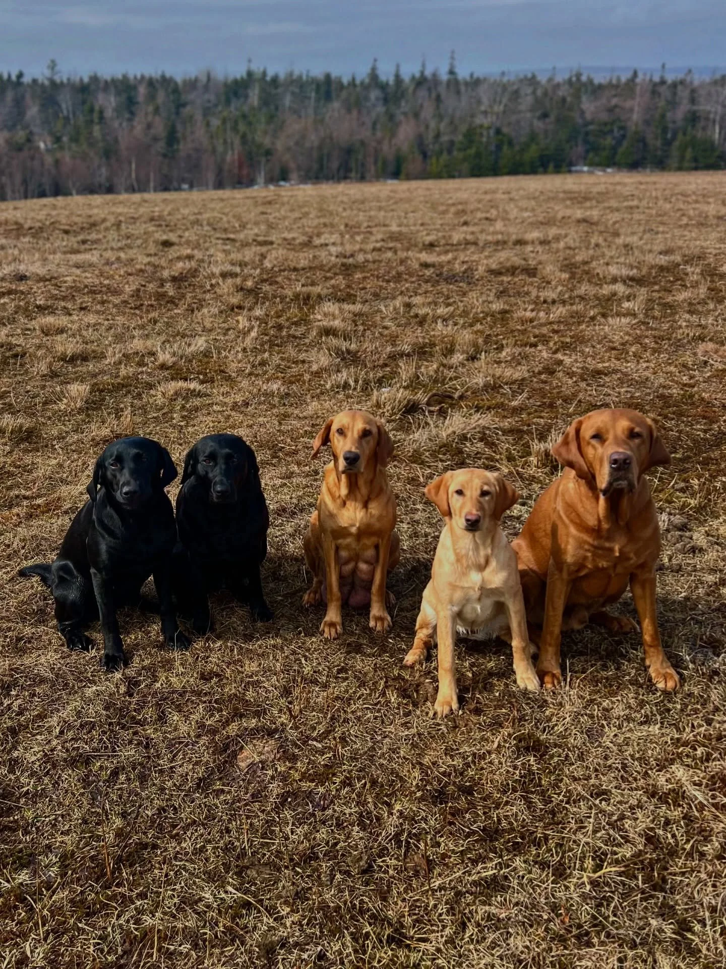GREAT DAY 

We got a good training session in before the rain today. And everyone came for a walk after. 
More snaps to come 📸 

#redspruceretriever #labradorretriever #fieldlab #thelabslife #gooddogs