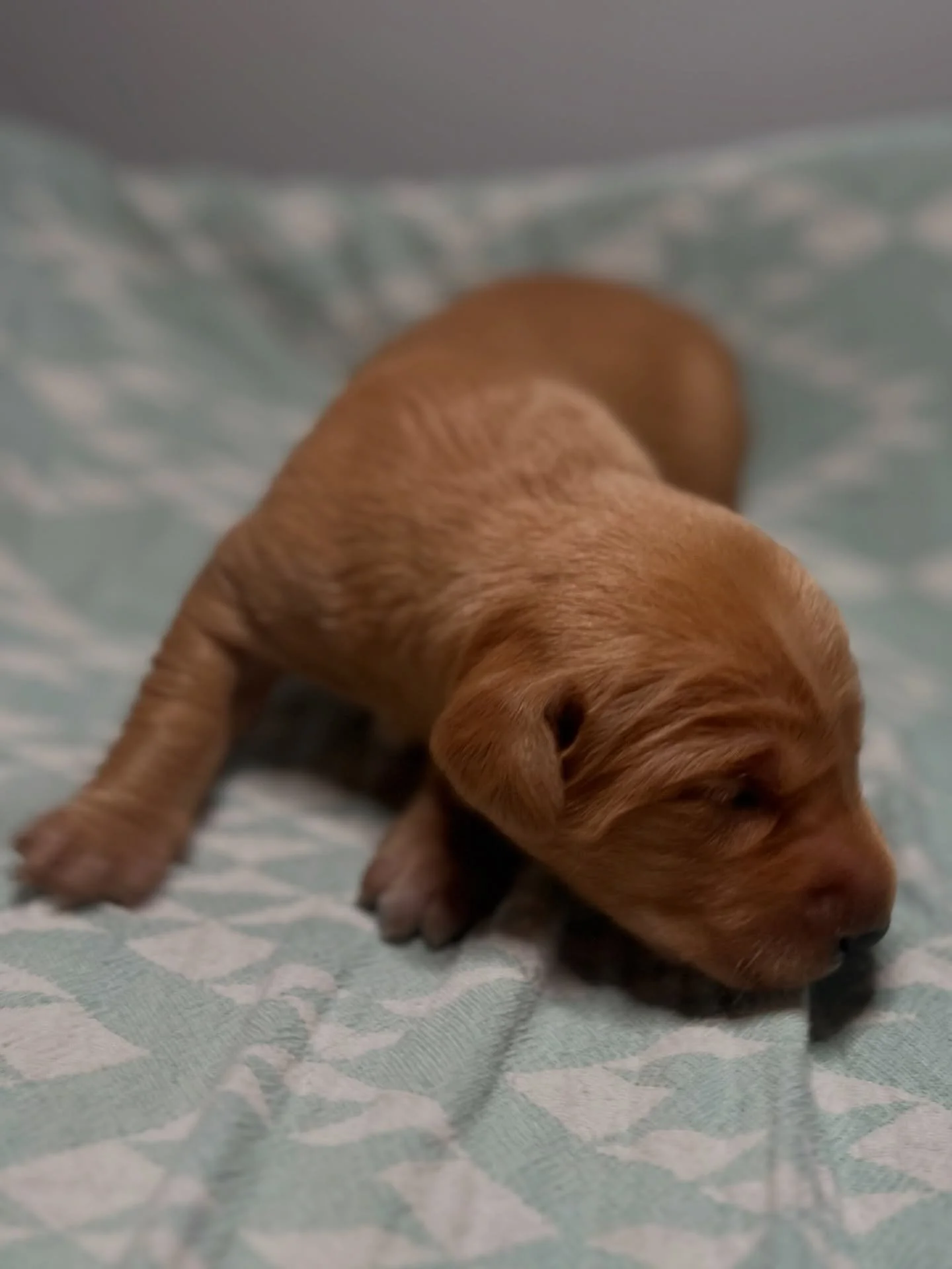 TWO- weeks old 🐾 PUP-DATE 🎉 

All pups are thriving! Their eyes are now half open, and they are on the cusp of discovering a whole new world. 😊

Misses 
1. Naked 
2. White
3. Orange
4. Yellow
5. Red
6. Pink
7. Lime
8. Purple

Misters
9. Blue
10. G